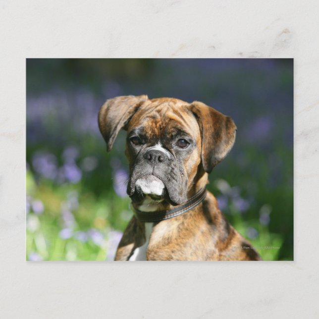 Boxer Dog Headshot Postkarte (Vorderseite)