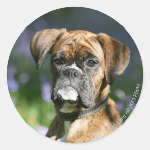 Boxer Dog Headshot Runder Aufkleber