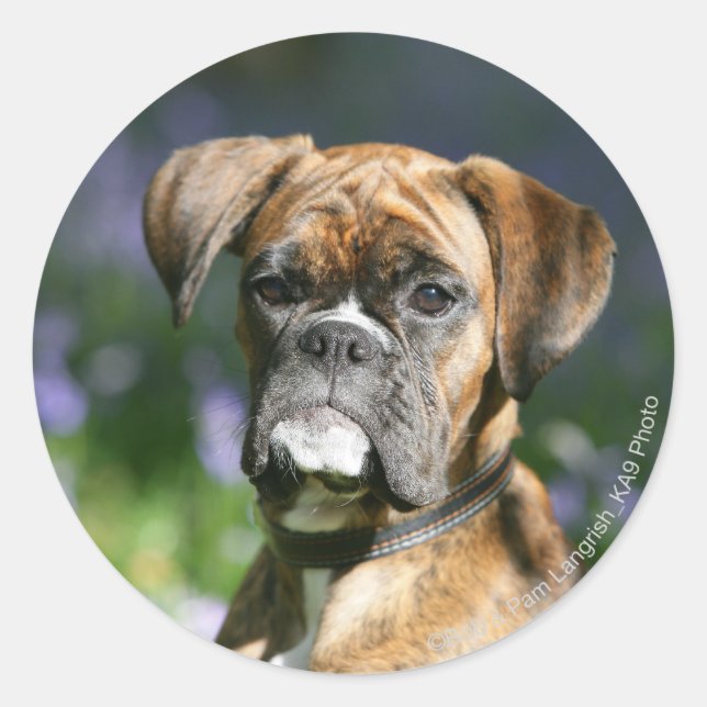 Boxer Dog Headshot Runder Aufkleber (Vorderseite)
