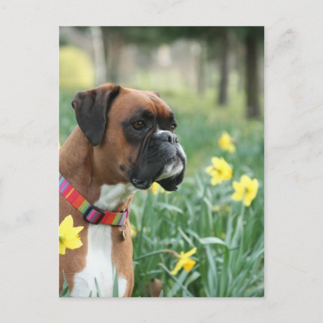 Boxer Dog in Daffodien Postkarte (Vorderseite)