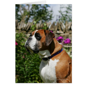 Boxer Dog in den Blume