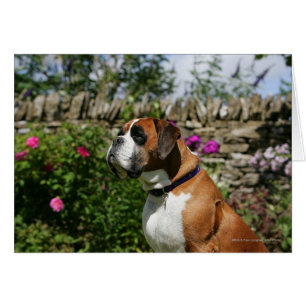 Boxer Dog in den Blume