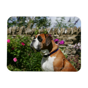 Boxer Dog in den Blume Magnet