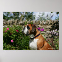 Boxer Dog in den Blume