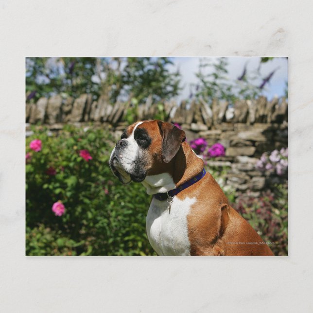 Boxer Dog in den Blume Postkarte (Vorderseite)
