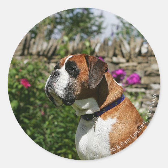 Boxer Dog in den Blume Runder Aufkleber (Vorderseite)