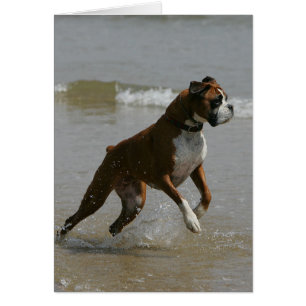 Boxer Dog in Wasser