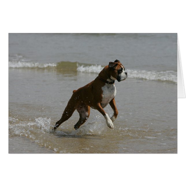 Boxer Dog in Wasser (Vorderseite (Horizontal))