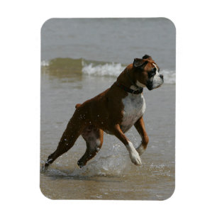 Boxer Dog in Wasser Magnet
