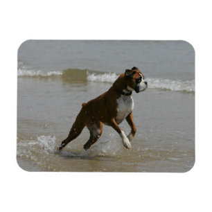 Boxer Dog in Wasser Magnet