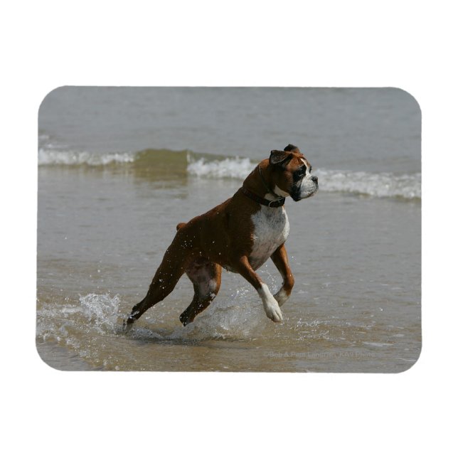 Boxer Dog in Wasser Magnet (Horizontal)