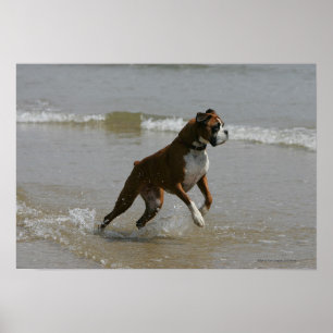 Boxer Dog in Wasser Poster