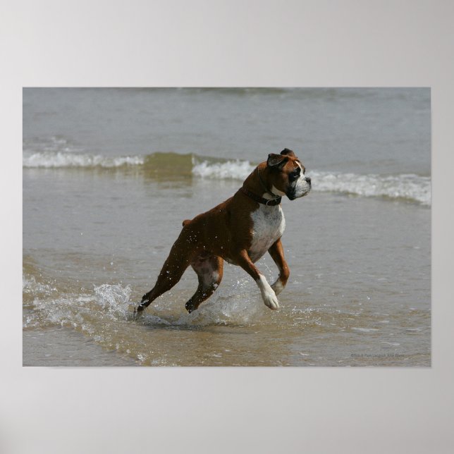 Boxer Dog in Wasser Poster (Vorne)