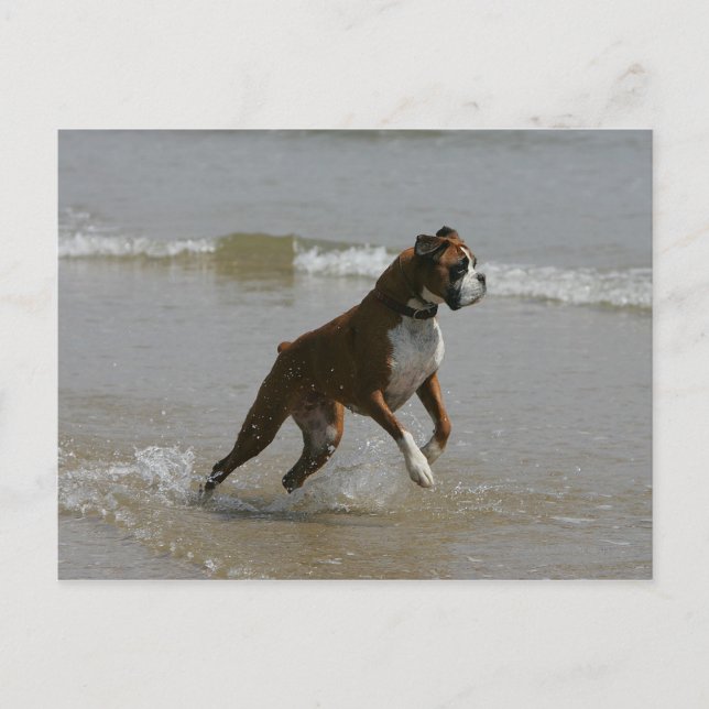 Boxer Dog in Wasser Postkarte (Vorderseite)