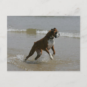 Boxer Dog in Wasser Postkarte