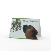 Boxer Dog Jolie mit Mistletoe