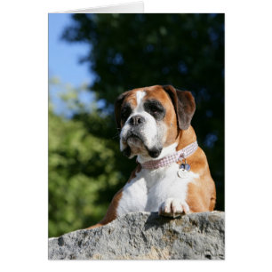 Boxer Dog Lay on Rock