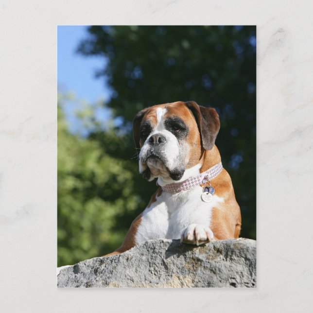 Boxer Dog Lay on Rock Postkarte (Vorderseite)