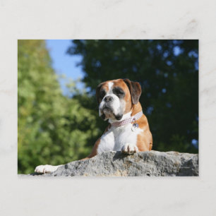 Boxer Dog Lay on Rock Postkarte