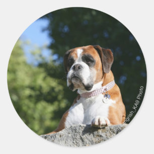 Boxer Dog Lay on Rock Runder Aufkleber