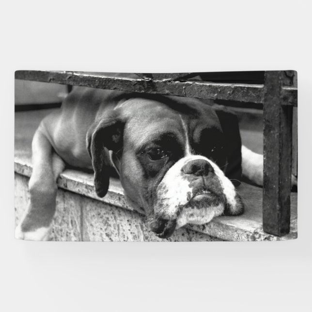 Boxer Dog On Windows bnrcn Banner (Horizontal)