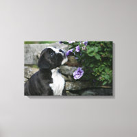 Boxer Dog Panting