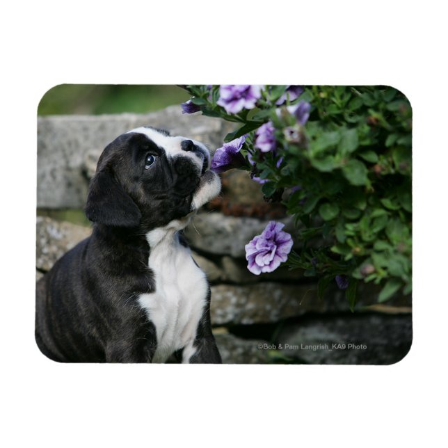 Boxer Dog Panting Magnet (Horizontal)