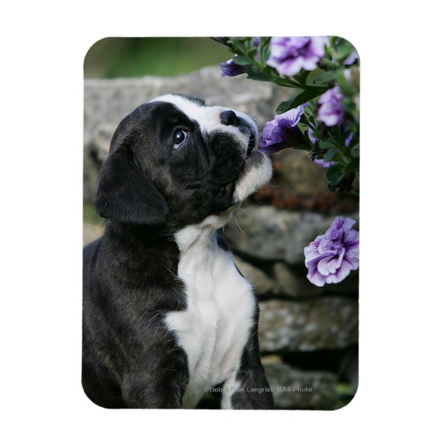 Boxer Dog Panting Magnet (Vertikal)