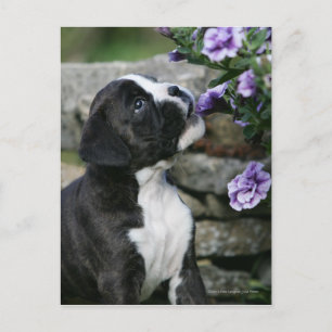Boxer Dog Panting Postkarte