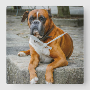 Boxer / Dog Photo Wall Clock Quadratische Wanduhr