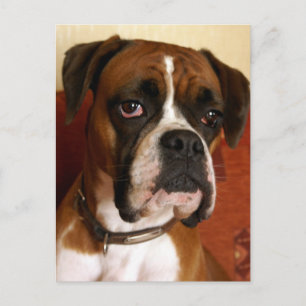 Boxer Dog Postkarte