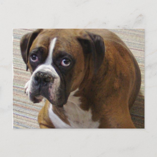 Boxer Dog Postkarte (Vorderseite)
