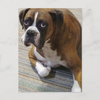 Boxer Dog Postkarte