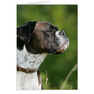 Boxer Dog Profil