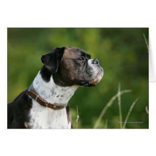 Boxer Dog Profil