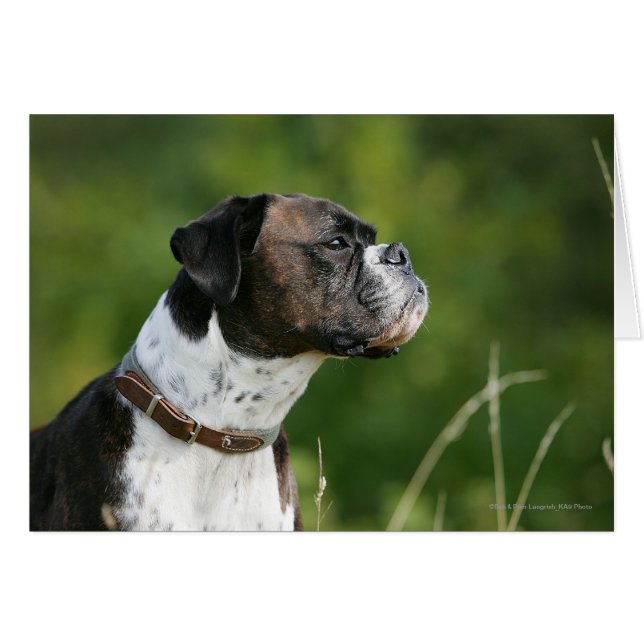 Boxer Dog Profil (Vorderseite (Horizontal))