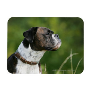 Boxer Dog Profil Magnet