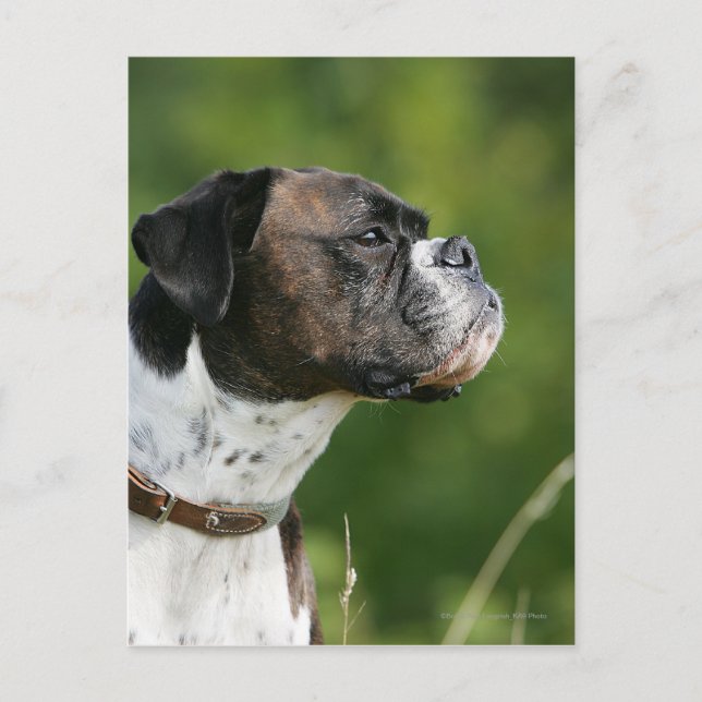 Boxer Dog Profil Postkarte (Vorderseite)