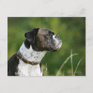 Boxer Dog Profil Postkarte