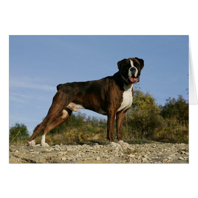 Boxer Dog Show Stance (Vorderseite (Horizontal))