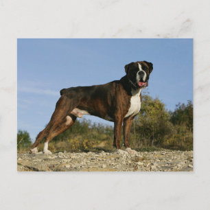 Boxer Dog Show Stance Postkarte
