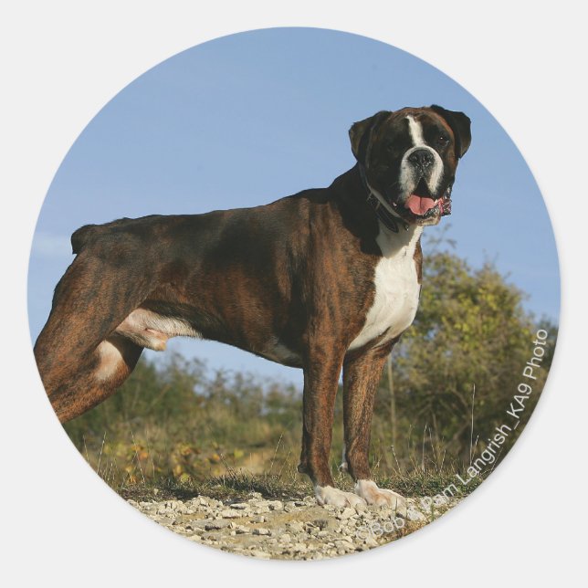 Boxer Dog Show Stance Runder Aufkleber (Vorderseite)