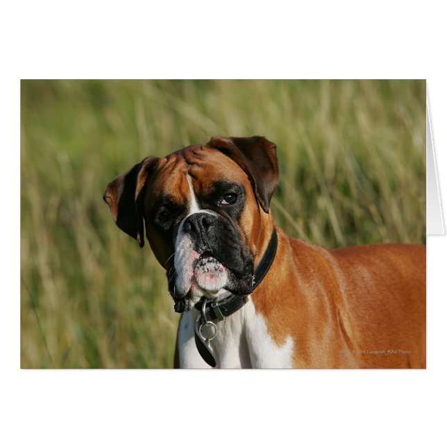 Boxer Dog Staring bei Kamera (Vorderseite (Horizontal))