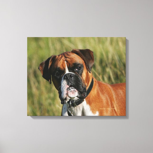 Boxer Dog Staring bei Kamera Leinwanddruck (Vorderseite)