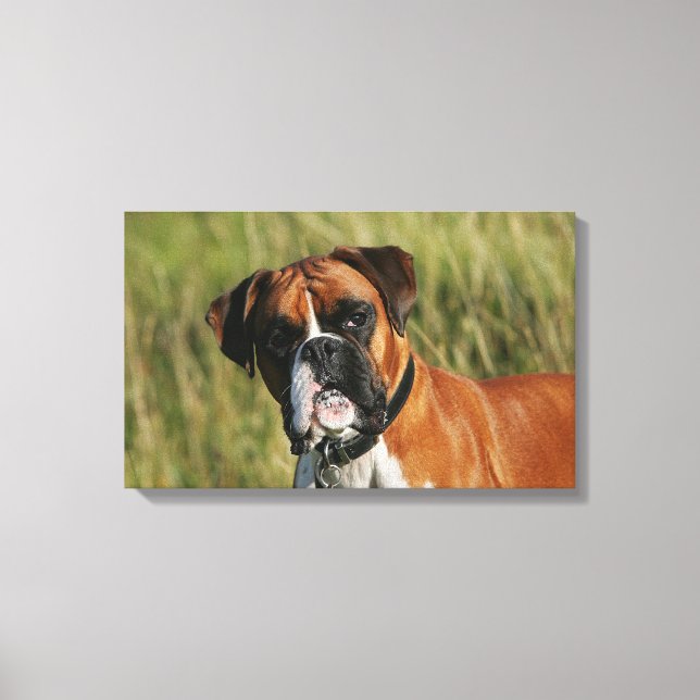 Boxer Dog Staring bei Kamera Leinwanddruck (Vorderseite)