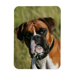 Boxer Dog Staring bei Kamera Magnet
