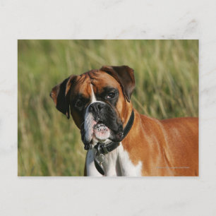 Boxer Dog Staring bei Kamera Postkarte