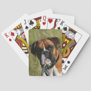 Boxer Dog Staring bei Kamera Spielkarten