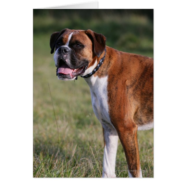 Boxer Dog Stehend (Vorne)