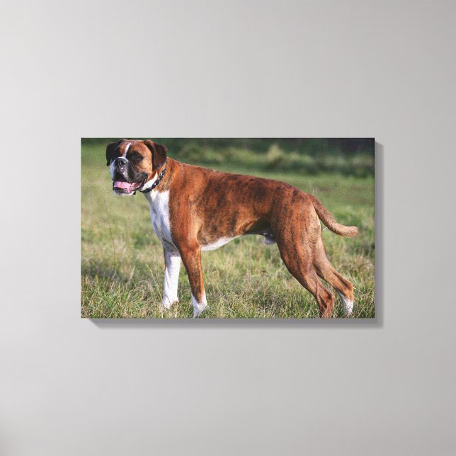 Boxer Dog Stehend Leinwanddruck (Vorderseite)
